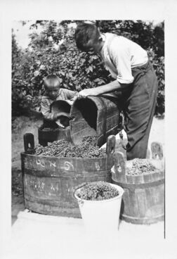 Weinlese-Weinernte-Bütte-Saale