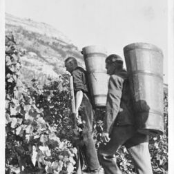 Weinlese-Weinernte-Bütte-Saale