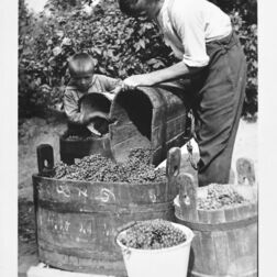 Weinlese-Weinernte-Bütte-Saale