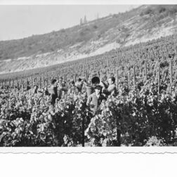 Weinlese-Weinernte-Saalhäuser-Saale